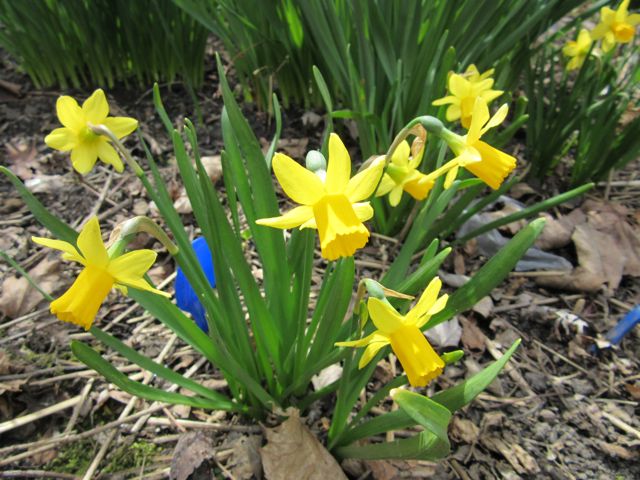 mini daffodils_0494